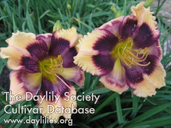 Daylily Echoes from the Past